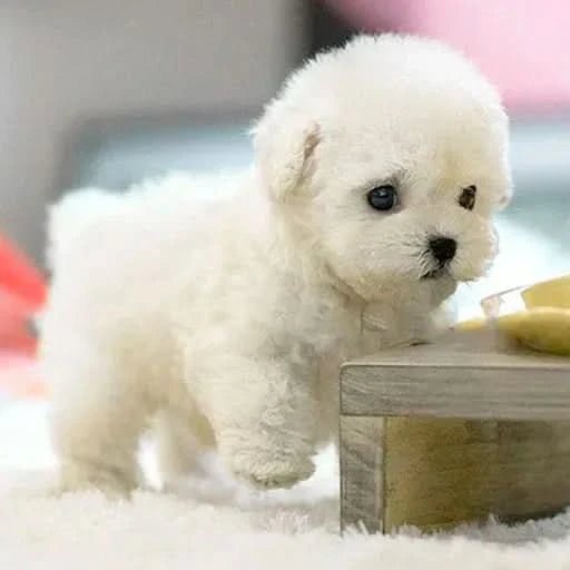 🐶🌭Little Lamu - My Realistic Robot Puppy - ShopLorca