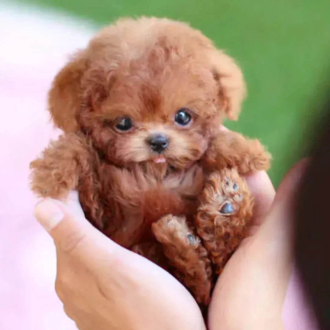 🐶🌭Little Lamu - My Realistic Robot Puppy - ShopLorca